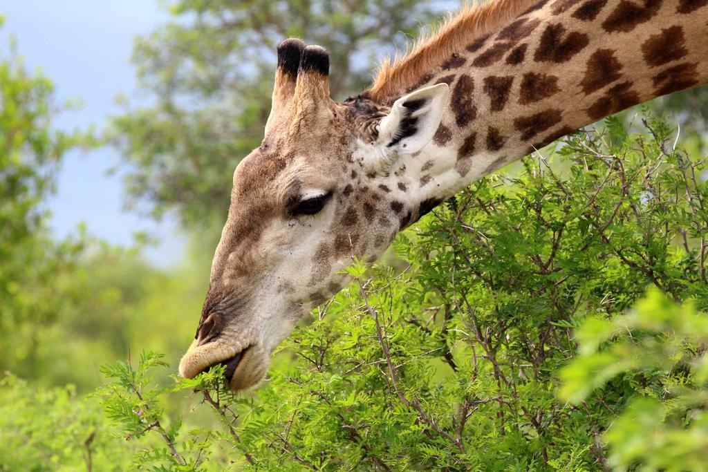 Umlani Bushcamp Vila Game ReserveTimbavati Exterior foto