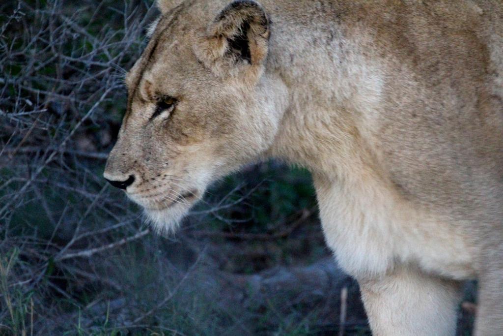 Umlani Bushcamp Vila Game ReserveTimbavati Exterior foto