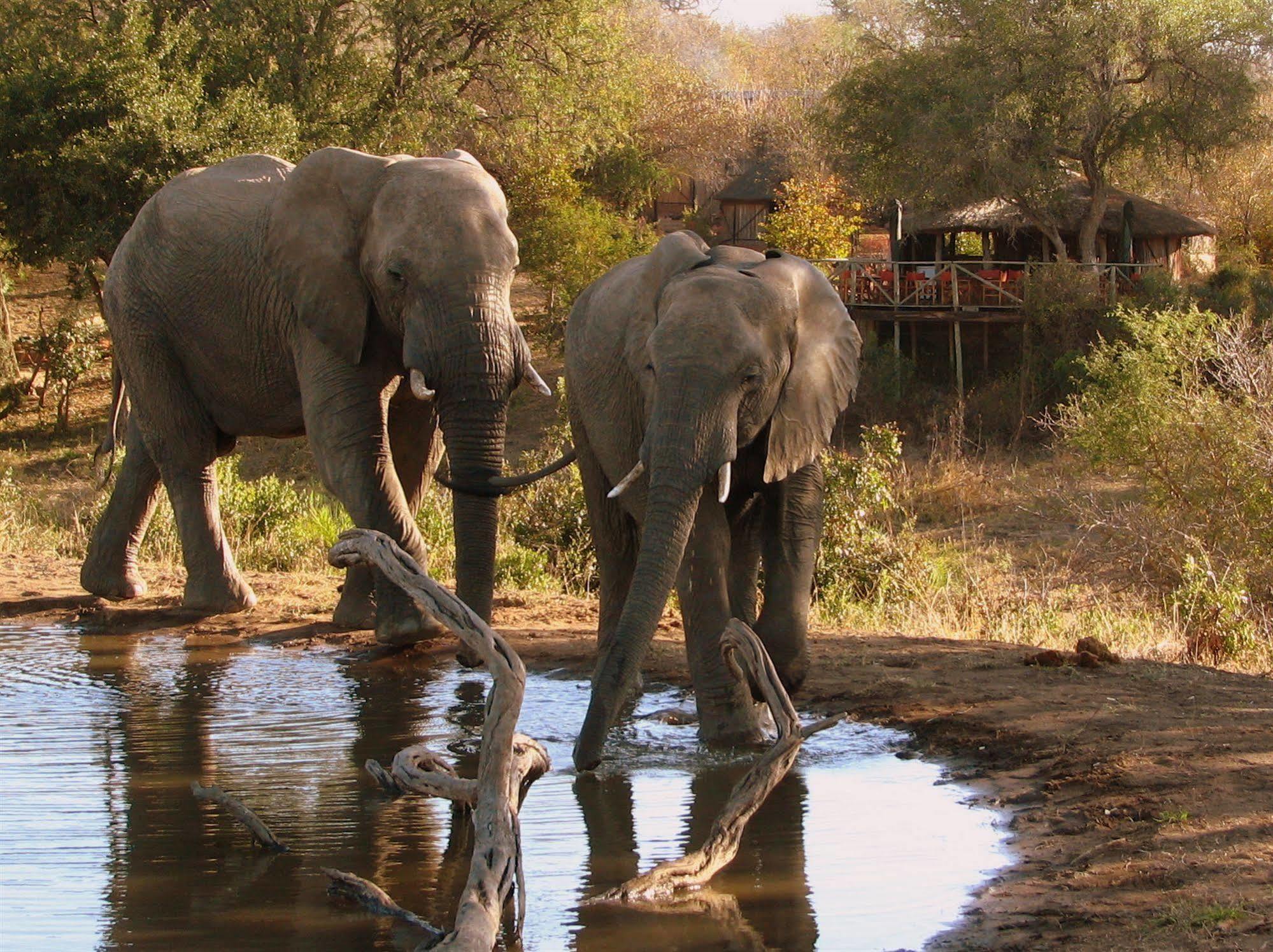 Umlani Bushcamp Vila Game ReserveTimbavati Exterior foto